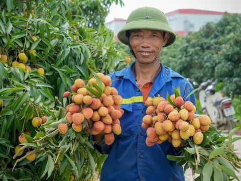 Mùa thu hoạch vải chín sớm phù cừ